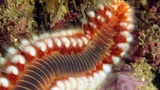 Hermodice Carunculata é o nome científico do verme de fogo